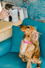 Ally Cat &amp; Big Dog Pet Boutique  - Home